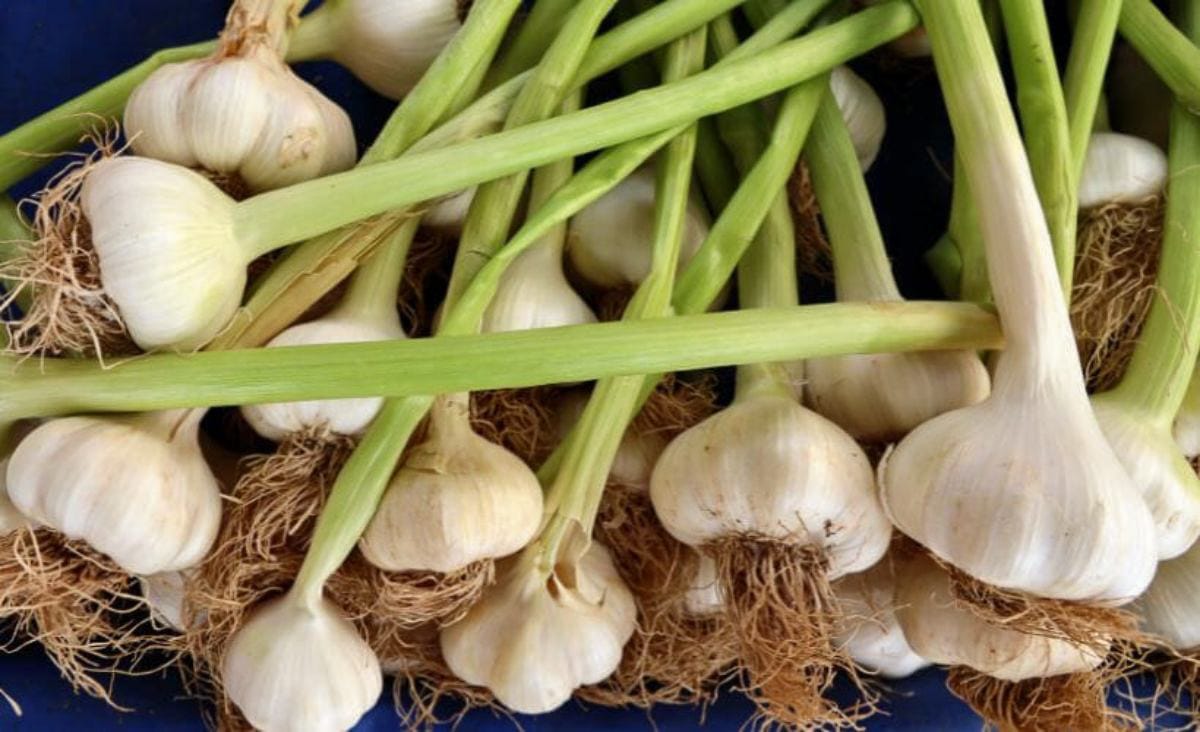 Beyond the Fridge: Smart Ways to Store Garlic for Months